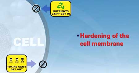 Hardening of cell membrane